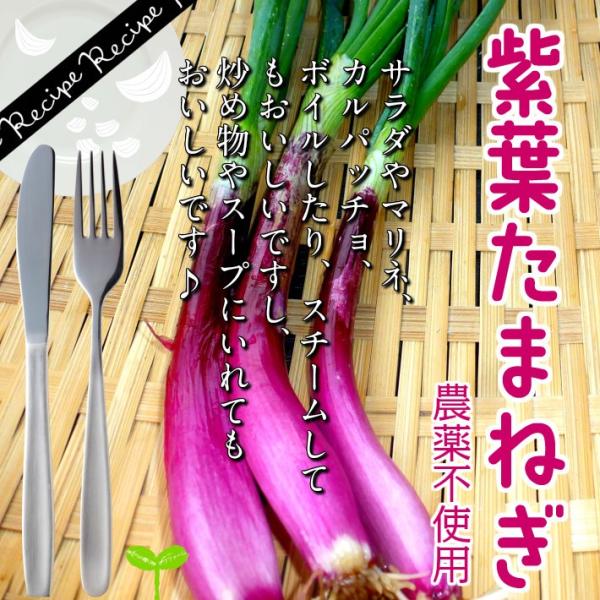 紫葉たまねぎ 栽培期間中農薬不使用 1束 : 畑からの贈り物きづ