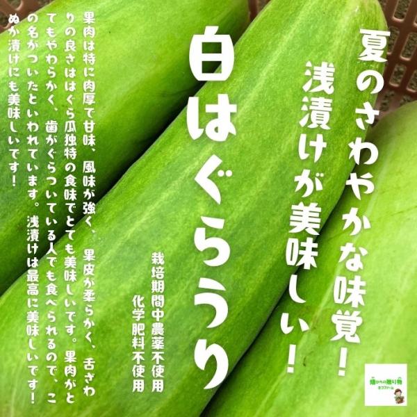 送料別】白はぐらうり ☆農薬や化学肥料は使用しておりません 1個