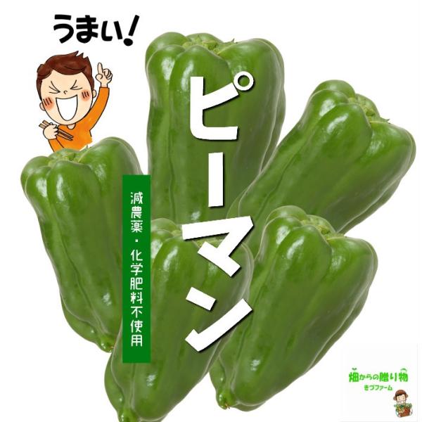 暑い時期の常温便配送OK！】ピーマン 減農薬・化学肥料不使用 埼玉県