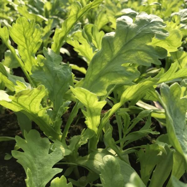 やわらか いサラダ春菊栽培期間中農薬不使用 化学肥料不使用１束 内側の小さい葉の部分が切ってある場合があります Buyee Buyee 提供一站式最全面最專業現地yahoo Japan拍賣代bid代拍代購服務