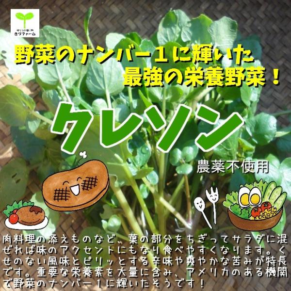 クレソン オランダガラシ オランダ水がらし 栽培期間中農薬不使用 約２０ｇ 重さが変わりました 少し茎の部分が短いです 240 畑からの贈り物きづファーム 通販 Yahoo ショッピング