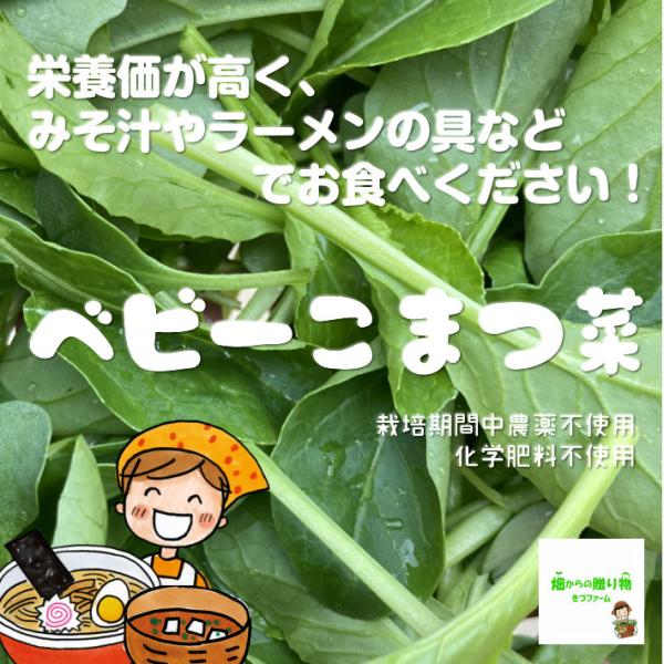 ベビーこまつ菜(ベビー小松菜、赤ちゃん小松菜、小松菜の幼葉) 栽培期間中農薬不使用・化学肥料不使用 埼玉県産 1袋♪ /Buyee 日本代购平台-产品购物网站大全-Buyee一站式代购 bot-online ベビーこまつ菜(ベビー小松菜、赤ちゃん小松菜、小松菜の幼葉) 栽培期間中農薬不使用・化学肥料不使用 埼玉県産 1袋♪ /Buyee 日本代购平台-产品购物网站大全-Buyee一站式代购 bot-online