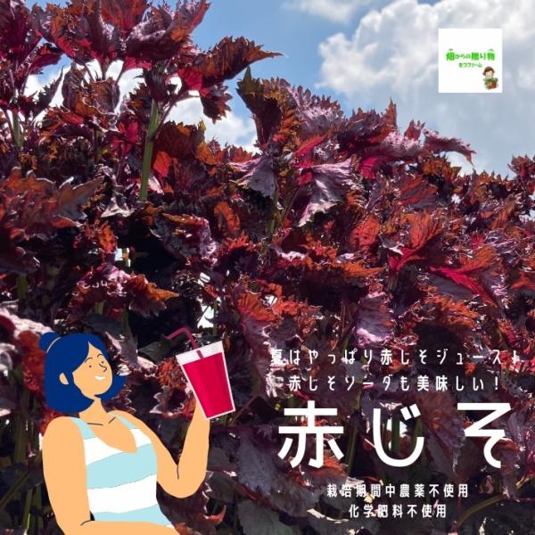 10日程度お待ちいただく場合があります 暑い時期の常温便配送ｏｋ 赤じそ 赤紫蘇 赤しそ 栽培期間中農薬不使用 化学肥料不使用 １束約２００ｇ Buyee Buyee Japanese Proxy Service Buy From Japan Bot Online