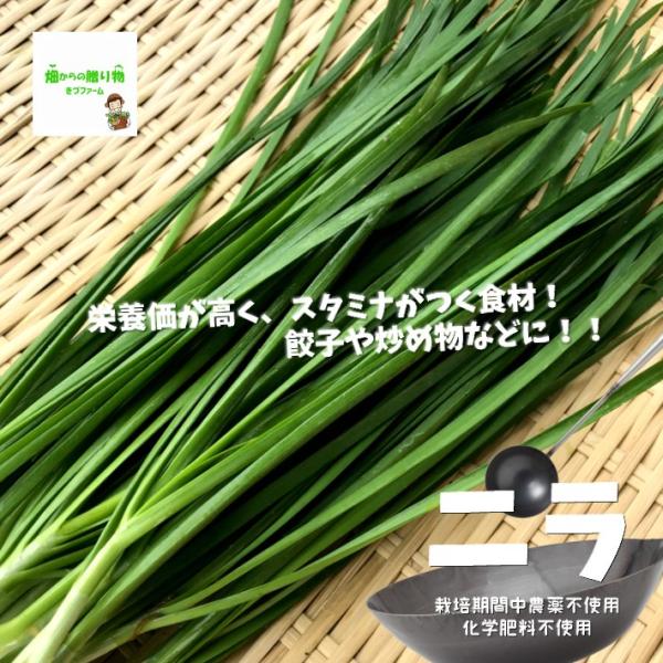 ニラ にら 韮 栽培期間中農薬不使用 化学肥料不使用 １束約１００ｇ Buyee Buyee Japanese Proxy Service Buy From Japan Bot Online