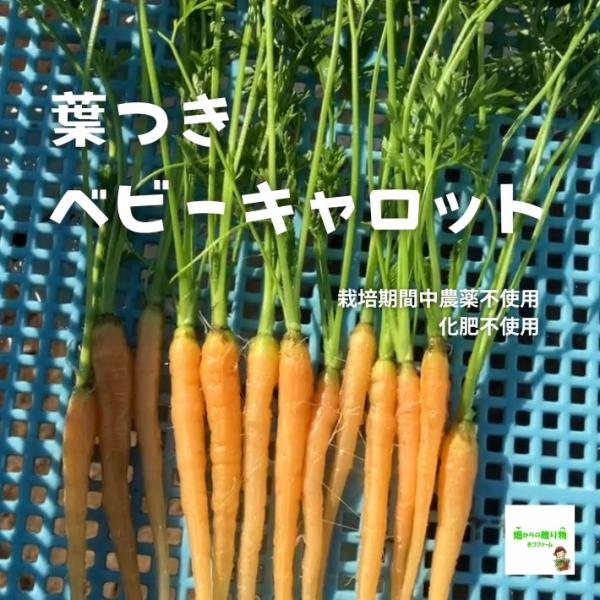 ※画像より根が細いです※3袋以上ご購入の方は、１袋にまとめて袋詰めさせていただきます。あらかじめご了承ください。１袋ずつのご希望の方は、備考欄にお書きください。※サイズ混合になる場合がありますこちらの葉つきベビーキャロットは、埼玉県産で、畑...