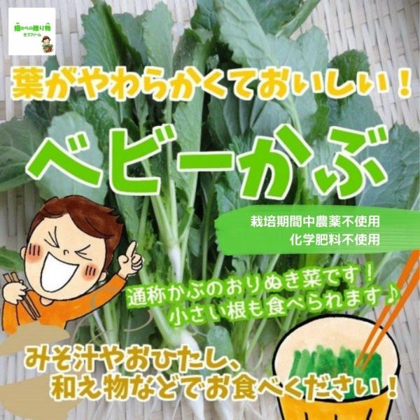ベビーかぶ おりぬき菜 間引き菜 つまみ菜 ぬき菜 うろぬき菜 栽培期間中農薬不使用 １束 407 畑からの贈り物きづファーム 通販 Yahoo ショッピング