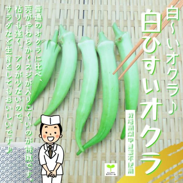 白ひすいオクラ 栽培期間中農薬不使用 1袋 Buyee Buyee Japanese Proxy Service Buy From Japan Bot Online
