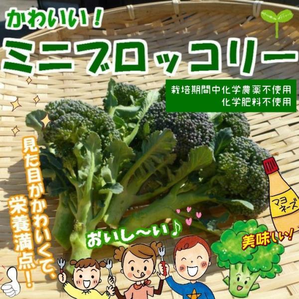 ミニブロッコリー 栽培期間中化学農薬不使用 化学肥料不使用 約１５０ｇ Buyee Buyee Japanese Proxy Service Buy From Japan Bot Online