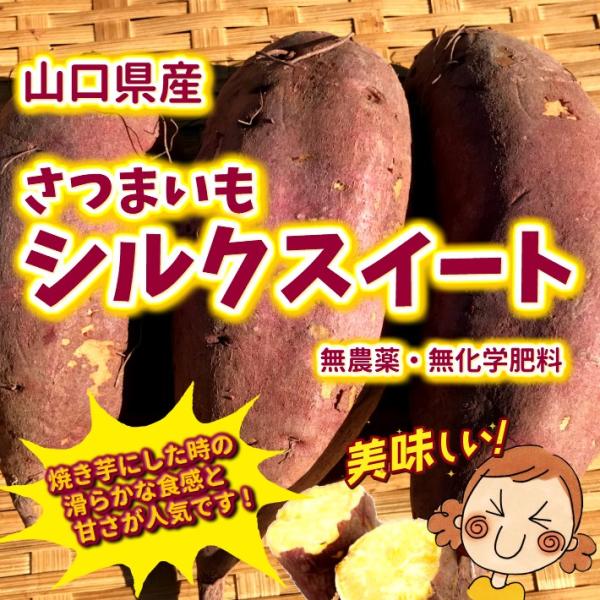 シルクスイート　２０キロ　Mサイズ　無農薬　自然栽培　業務用　さつまいもｎ coointer_j300
