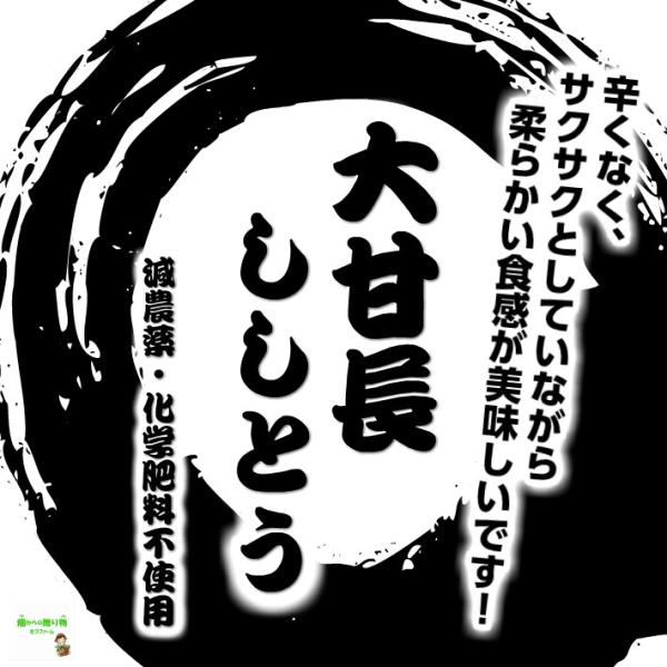 【暑い時期の常温便配送ＯＫ！】大甘長ししとう 栽培期間中農薬節減(減農薬)・化学肥料不使用 １袋♪