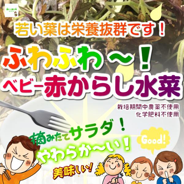 ※3袋以上ご購入の方は、１袋にまとめて袋詰めさせていただきます。あらかじめご了承ください。１袋ずつのご希望の方は、備考欄にお書きください。こちらのふわふわ〜ベビー赤からし水菜は、埼玉県産で、畑からの贈り物きづファームが有機肥料を入れて、栽培...
