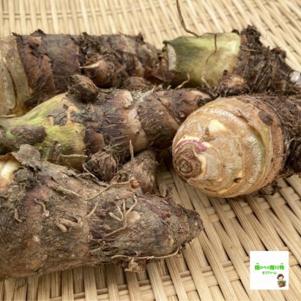 京芋 たけのこいも タケノコイモ 小サイズ１袋５００ｇ前後 栽培期間中農薬不使用 化学肥料不使用 Buyee Buyee 일본 통신 판매 상품 옥션의 대리 입찰 대리 구매 서비스