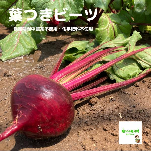 葉つきビーツ 栽培期間中農薬不使用 化学肥料不使用 埼玉県産 １個 761 畑からの贈り物きづファーム 通販 Yahoo ショッピング