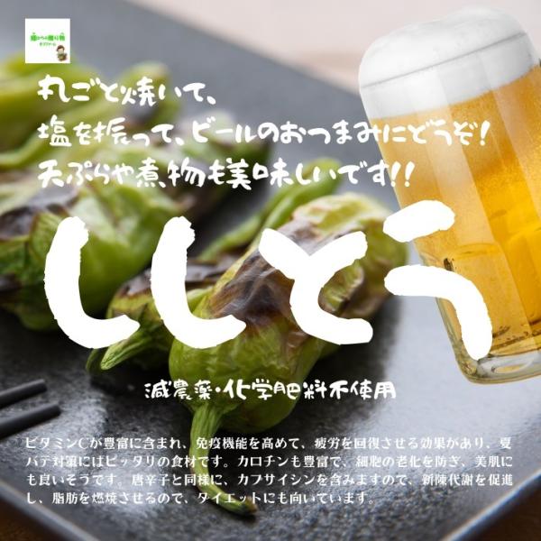 【暑い時期の常温便配送ＯＫ！】ししとう 減農薬・化学肥料不使用 埼玉県産 １袋約５０g