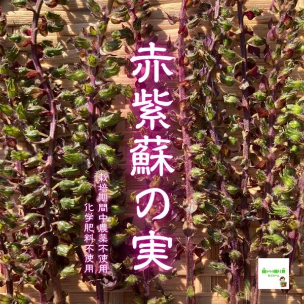 赤紫蘇の実（赤じその実、穂紫蘇、穂じそ） ☆農薬や化学肥料は使用し