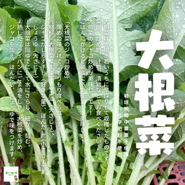 ※3袋以上ご購入の方は、１袋にまとめて袋詰めさせていただきます。あらかじめご了承ください。１袋ずつのご希望の方は、備考欄にお書きください。こちらの大根菜は、埼玉県産で、畑からの贈り物きづファームが有機肥料を入れて、栽培期間中農薬不使用・化学...