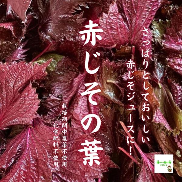 赤紫蘇【葉のみ】120g+10g無農薬・無化学肥料 楽天市場】種 有機栽培の種 赤しそ 赤紫蘇 国産 無農薬 水耕栽培