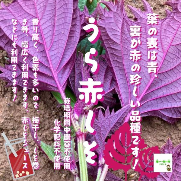 うら赤しそ（うら赤じそ） ☆農薬や化学肥料は使用しておりませ