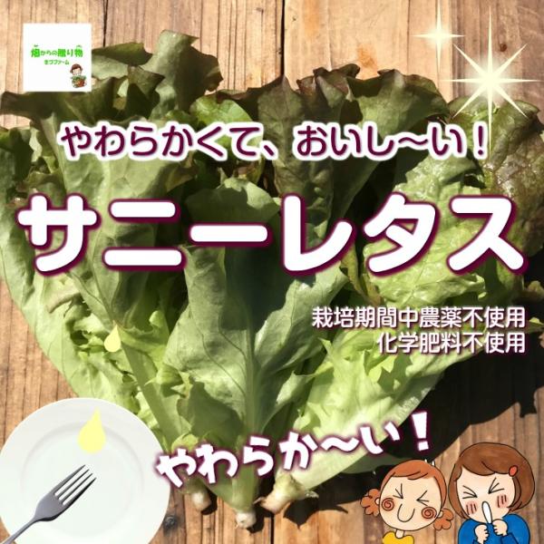 サニーレタスの人気商品・通販・価格比較 - 価格.com サニーレタスの人気商品・通販・価格比較 - 価格.com