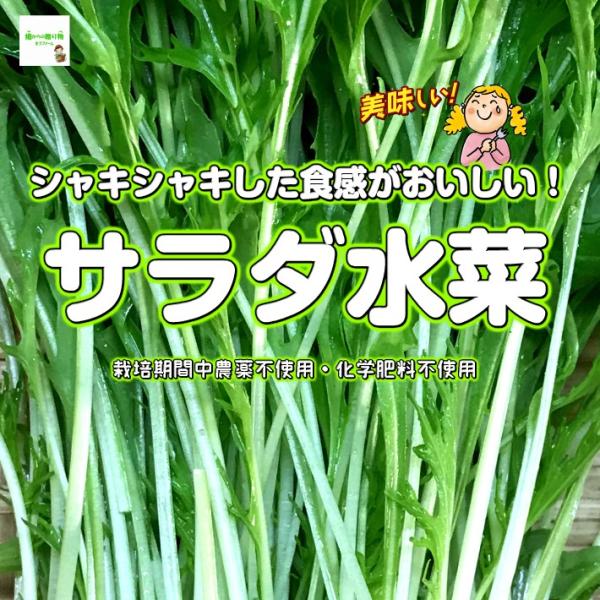 こちらのサラダ水菜（みず菜）は、埼玉県産で、畑からの贈り物きづファームが有機肥料を入れて、栽培期間中農薬不使用・化学肥料不使用で育てた野菜です。水菜には栄養成分として、食物繊維をはじめ、体内でビタミンＡになる「βカロチン」・ビタミンＢ群・ビ...