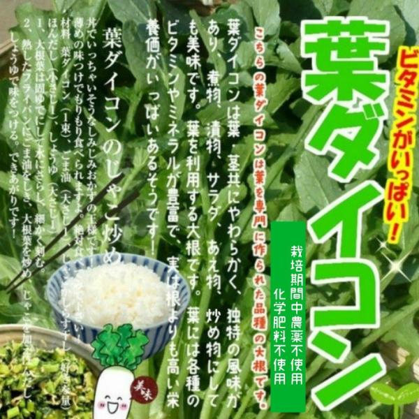 葉ダイコン 葉大根 大根菜 栽培期間中農薬不使用 化学肥料不使用 １束約２００ｇ 内側の小さい葉の部分が切ってある場合があります Buyee Buyee Japanese Proxy Service Buy From Japan Bot Online