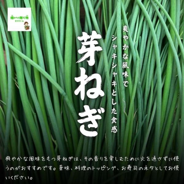 こちらの芽ねぎは、埼玉県産で、畑からの贈り物きづファームが有機肥料を入れて、栽培期間中農薬不使用・化学肥料不使用で育てた野菜です。爽やかな風味をもつ芽ねぎは、その香りを楽しむために火を通さずに使うのがおすすめです。薬味、料理のトッピング、お...