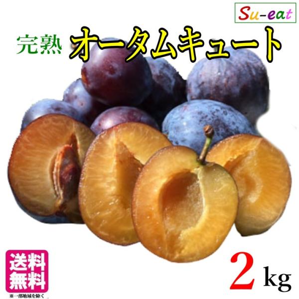 9月中旬〜下旬 プルーン オータムキュート 長野県産 2キロ : Su-eat