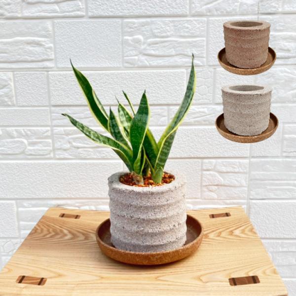 送料無料 〈AQUA PLANTPOT〉HACHI (円ーMADOKAー) ソーサー付 アクア