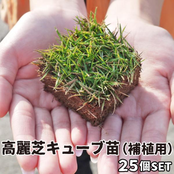芝 芝生 高麗芝 ポット苗 25苗 補植用 キューブ苗 高麗芝 切芝 切り芝 補修 傷んだ芝生 芝生 修復