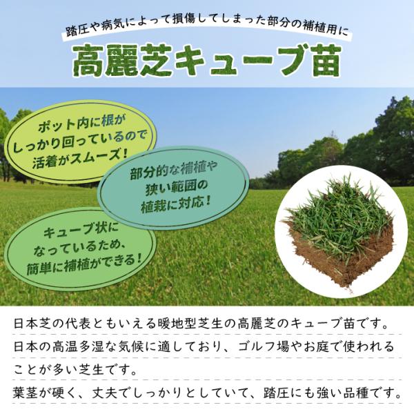 踏圧や病気によって損傷してしまった部分の補植に 芝芝生高麗芝ポット苗25苗補植用キューブ苗高麗芝切芝切り芝補修傷んだ芝生芝生修復 代購幫