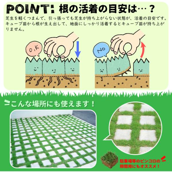 踏圧や病気によって損傷してしまった部分の補植に 芝芝生高麗芝ポット苗25苗補植用キューブ苗高麗芝切芝切り芝補修傷んだ芝生芝生修復 代購幫