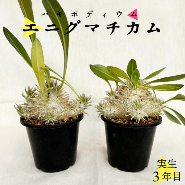 パキポディウム エニグマチカム 実生3年目 3号鉢 塊根植物