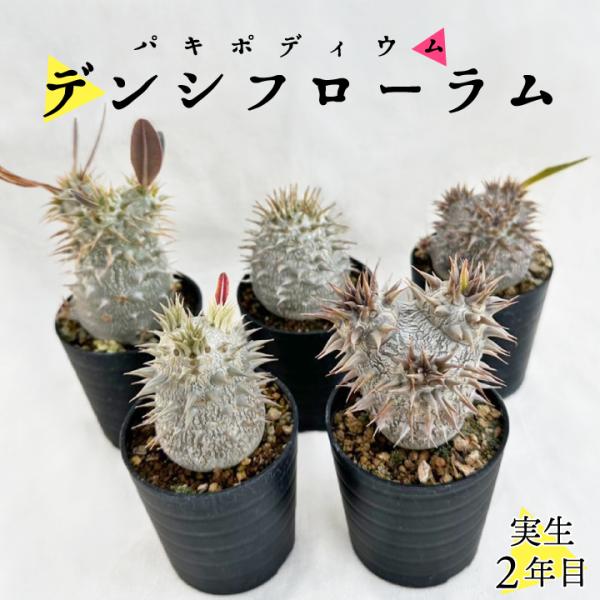 パキポディウム デンシフローラム 実生2年目 2.5号鉢 塊根植物