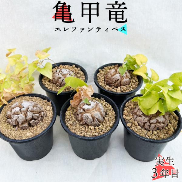 送料無料 亀甲竜 ディオスコレア・エレファンティペス 実生3年 送料無料 亀甲竜 ディオスコレア・エレファンティペス 実生3年