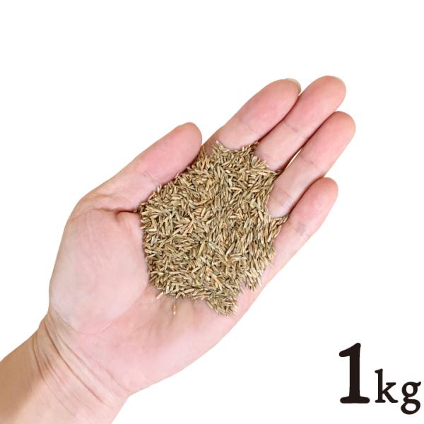 芝生 常緑 ケンタッキーブルーグラス 種 ミッドナイト 1kg 芝種 西洋芝 寒地型 追い播き 補植 補修 Gf9 01 002 国分グリーンファーム 通販 Yahoo ショッピング
