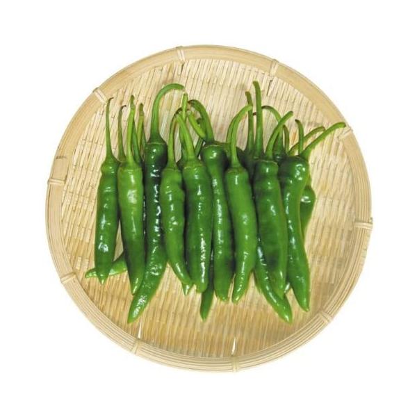 韓国産【冷蔵発送】青唐辛子　韓国産　1kg※まれに赤いものがありますが品質に問題はございません。
