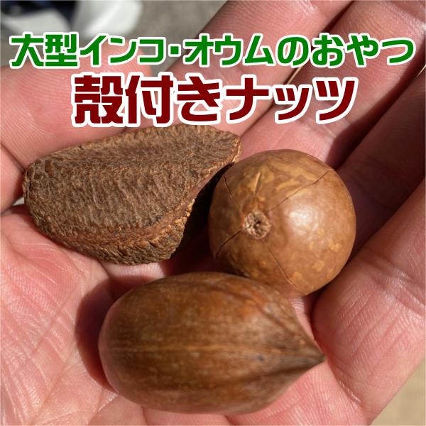 大型インコ・オウムのおやつ 200g 殻付きナッツ 「鳥のおやつ 殻付きナッツ200g」
