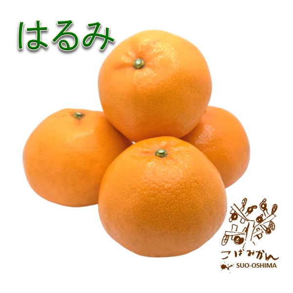 kobamikan-ex_h-harumi-030