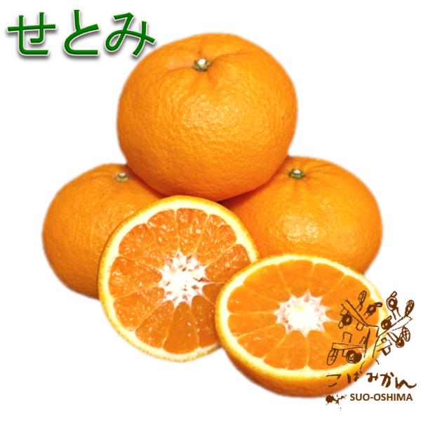 山口周防大島産『せとみ 家庭用 小箱 約2.5kg』サイズ無選別 : こば