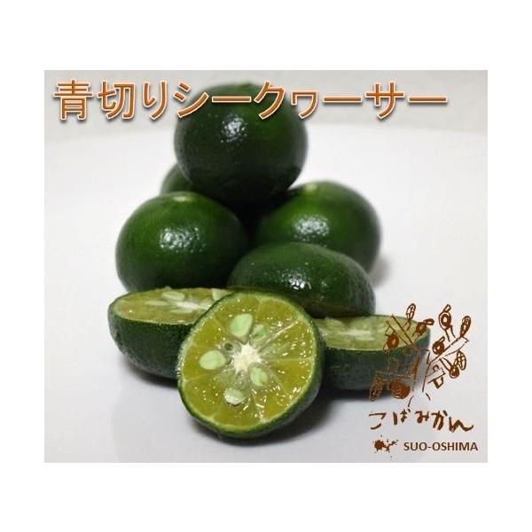 Rh哇Yw؂V[N[T[ʎ 1.5kg ƒpxTCYI