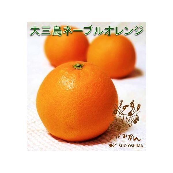 kobamikan-ex_navel-katei-100