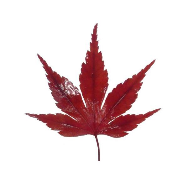 まさに日本の伝統美を示す一品です。お料理を一層引き立てくれます。●形そのまま●サイズ長さ5〜6cm、幅4〜5cm●保存真空パック●色赤/緑●原産国中国●用途料理の彩り／菓子の彩り