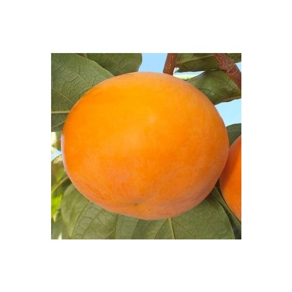 輝太郎きたろう