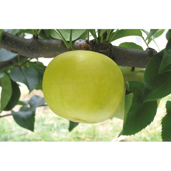 @@Mtg@ȂЂ1.5kgi5ʓj@@2026NY\@