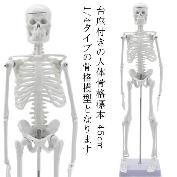 輝い 等身大の骨格人体模型 全体で180cmほど 骸骨 骨 ecousarecycling.com