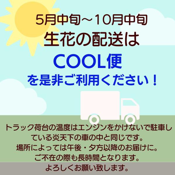 �T�}�[�M�t�g �� �ԑ� �؉� ���� �X�^���f�B���O�u�[�P ���b�s���O�̂܂܏���� �a���� ������ ���j�� ���� ���� �����̊��� ������p ���� ���i�摜2