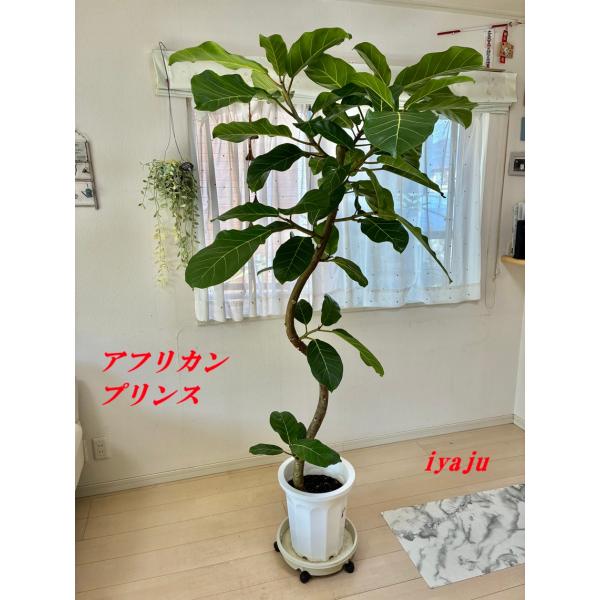 アフリカンプリンス 10号(0207) 新築祝い 開店祝い 観葉植物