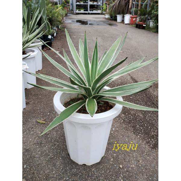 アガベ ハクセンコウ 7号(0721) オシャレな観葉植物 多肉植物 アガベ ハクセンコウ 7号(0721) オシャレな観葉植物 多肉植物