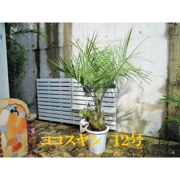 ココスヤシ 12号 観葉植物 シンボルツリー ドライガーデン ギフト