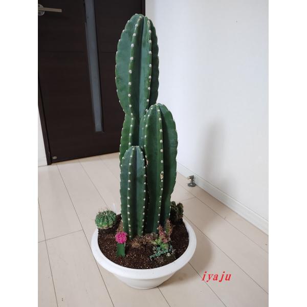 柱サボテン 11号(1225) 寄せ植え オシャレな観葉植物 ドライ 柱サボテン 11号(1225) 寄せ植え オシャレな観葉植物 ドライ